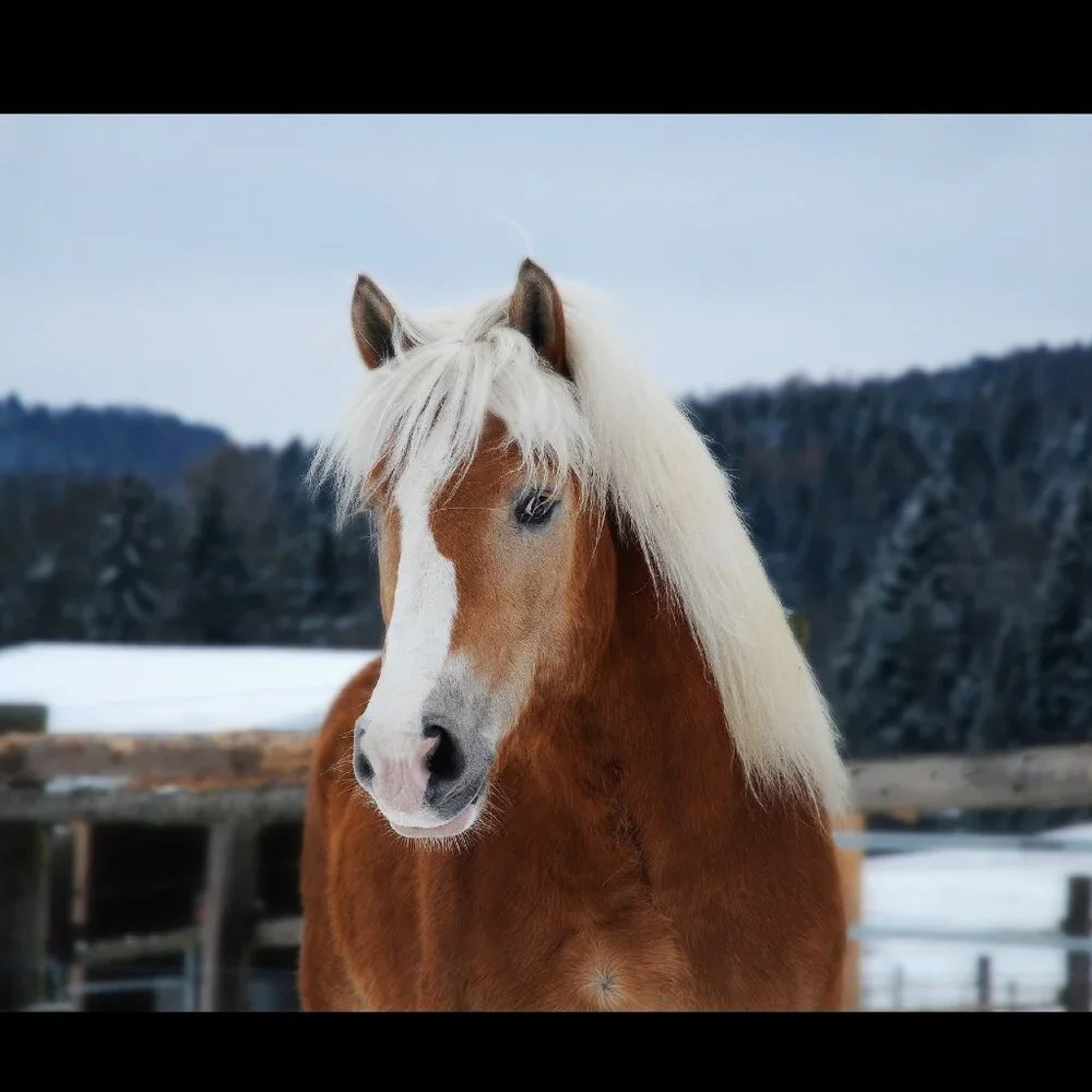Horse Calendar 2026 Equine Calendar Equestrian Decor Stallion Foal Colt Pictures